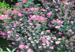     Spiraea japonica Bullata 